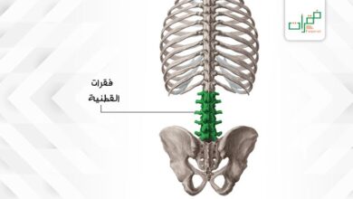 كل ما تريد معرفته عن فقرات القطنية